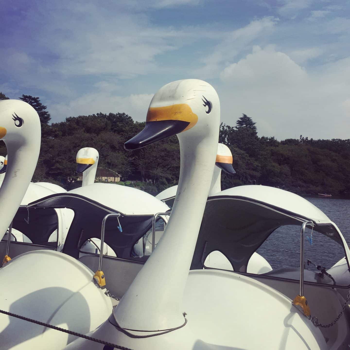 🏞️ 떡갈나무 잎 공원(가시와노하 공원) 이미지 4